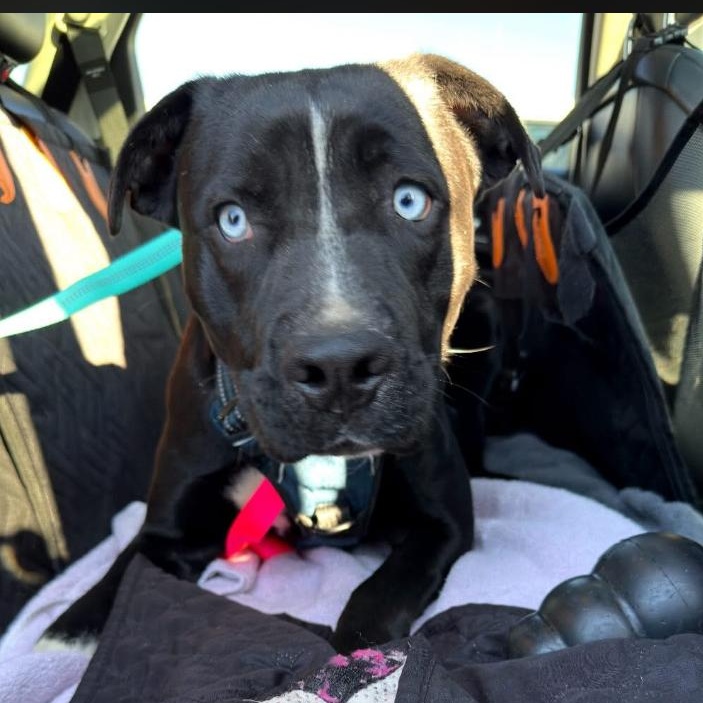 Enlarge Jewel, an adopted mixed breed in Philadelphia, PA image 2/6