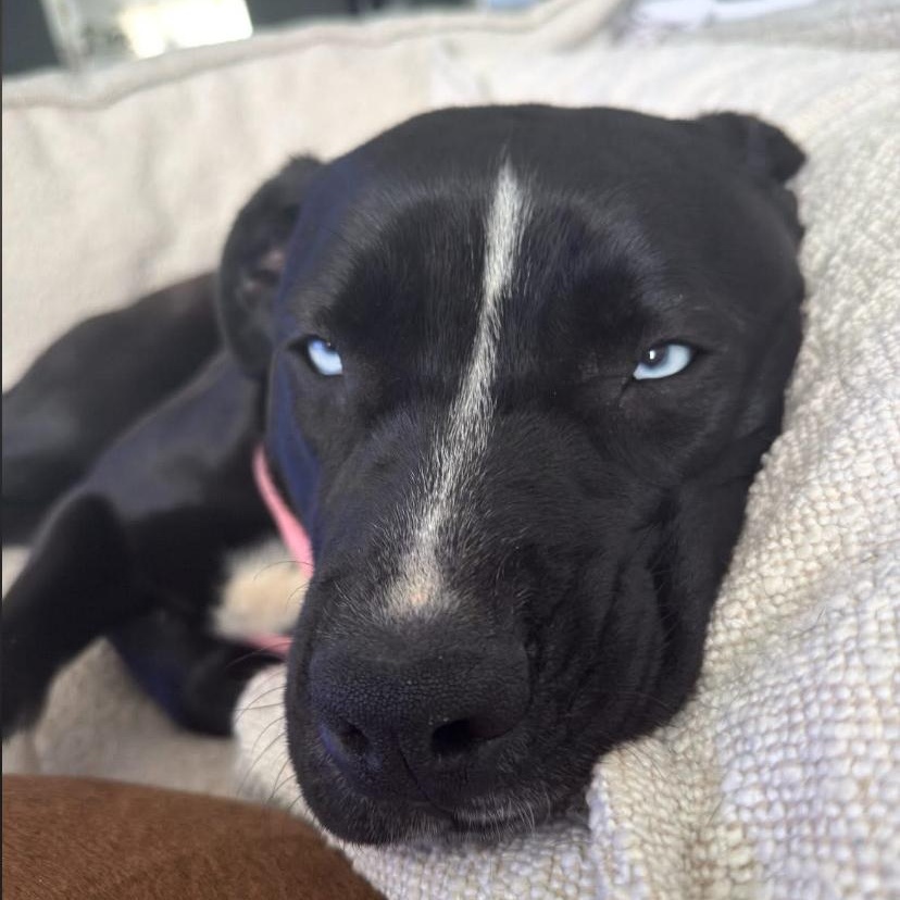 Enlarge Jewel, an adopted mixed breed in Philadelphia, PA image 3/6
