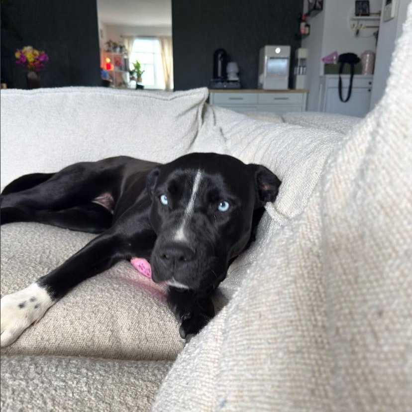 Enlarge Jewel, an adopted mixed breed in Philadelphia, PA image 5/6