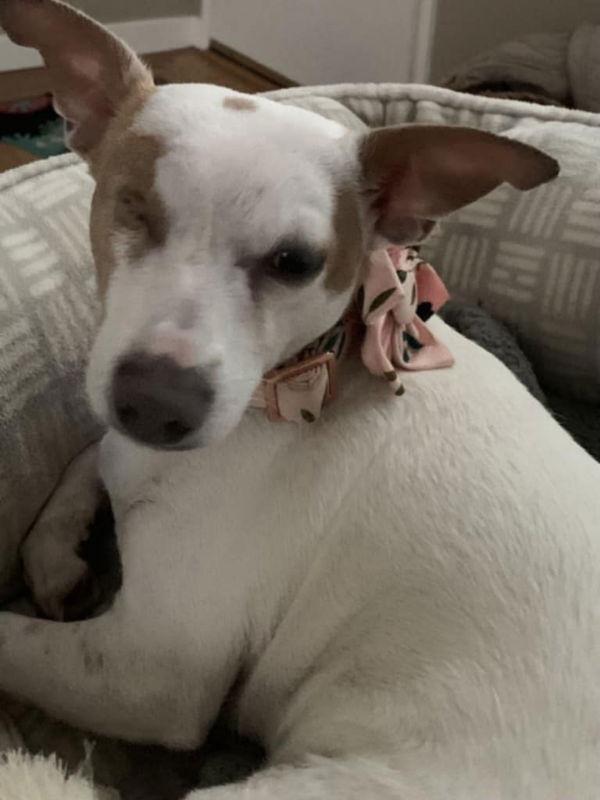 Cleo, Adoptable, Young Female Jack Russell Terrier & Chihuahua.