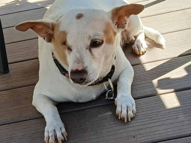 Enlarge Cleo, a Adoptable mixed breed in San Francisco, CA image 2/3