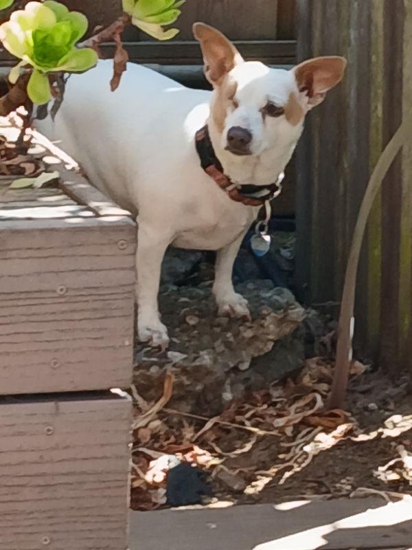 Enlarge Cleo, a Adoptable mixed breed in San Francisco, CA image 3/3