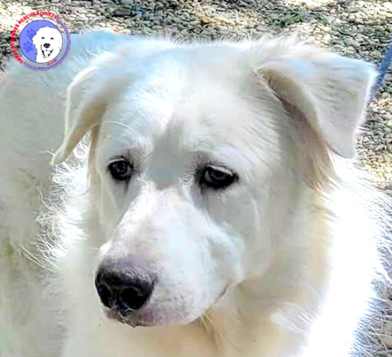 Madison, Adoptable, Young Female Great Pyrenees.