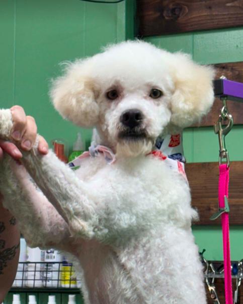Harry, ADOPTABLE, Young Male Miniature Poodle.