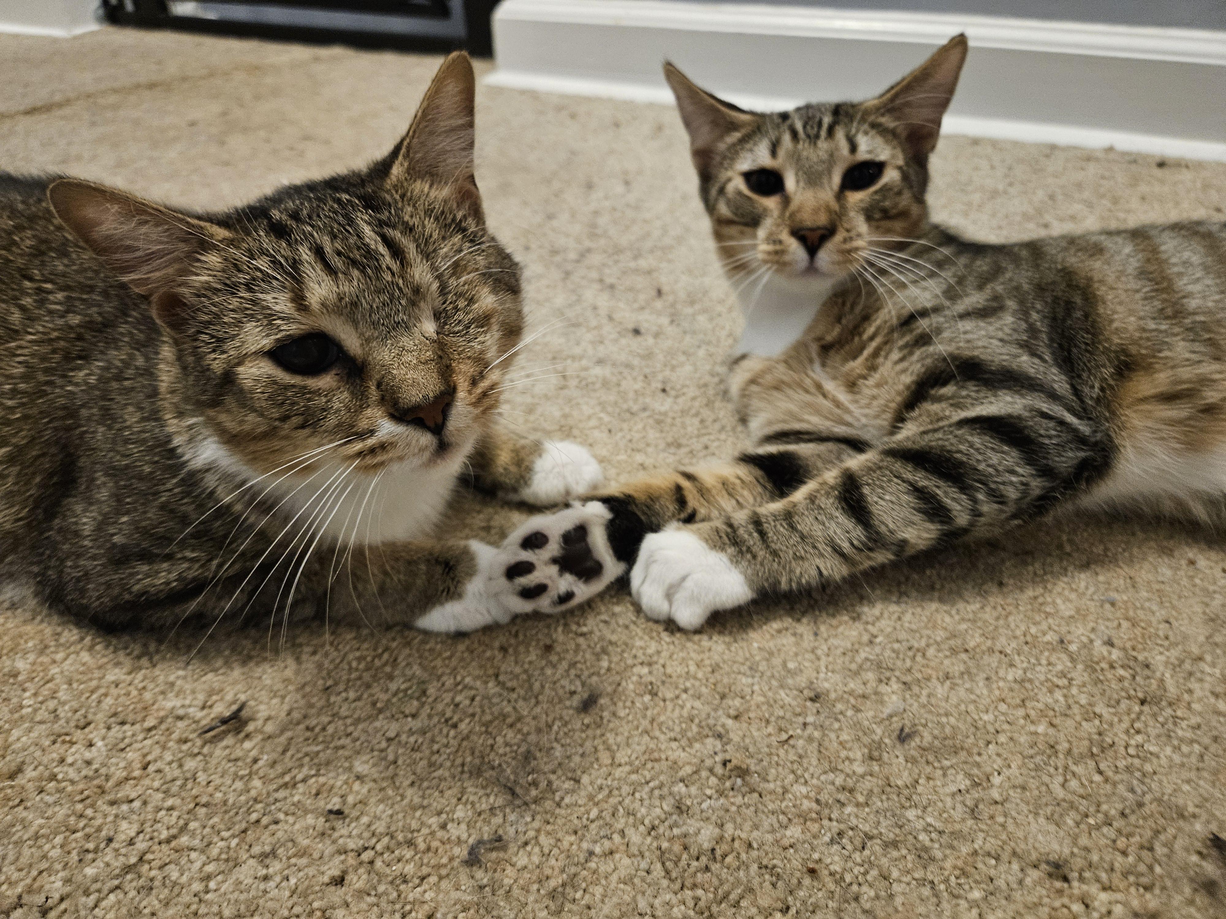 Natalya, Wanda & Pietro (bonded family), Adoptable, Young Female Tabby & Domestic Short Hair.