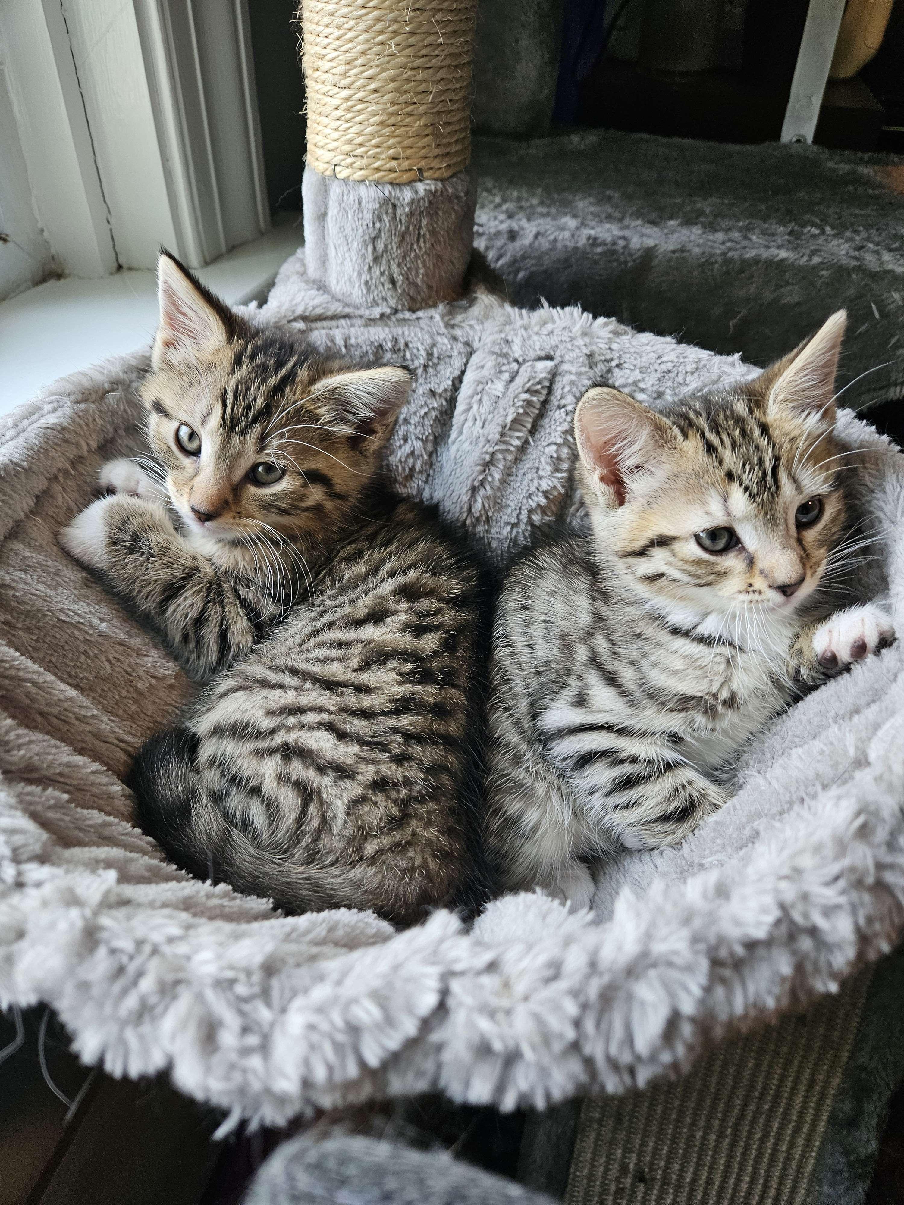 Natalya, Wanda & Pietro (bonded family), a Adoptable mixed breed in Philadelphia, PA image 5/6