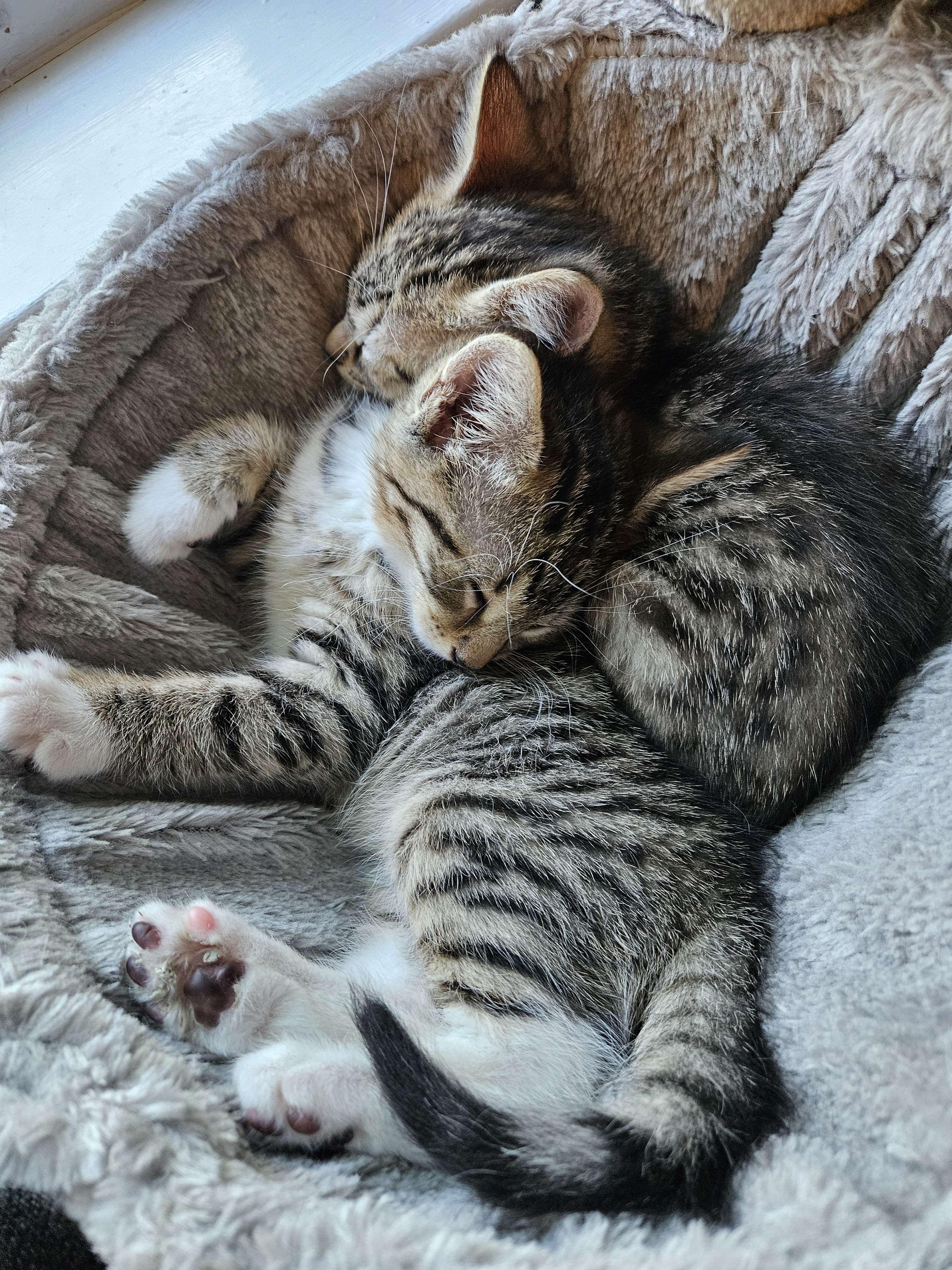 Natalya, Wanda & Pietro (bonded family), a Adoptable mixed breed in Philadelphia, PA image 6/6
