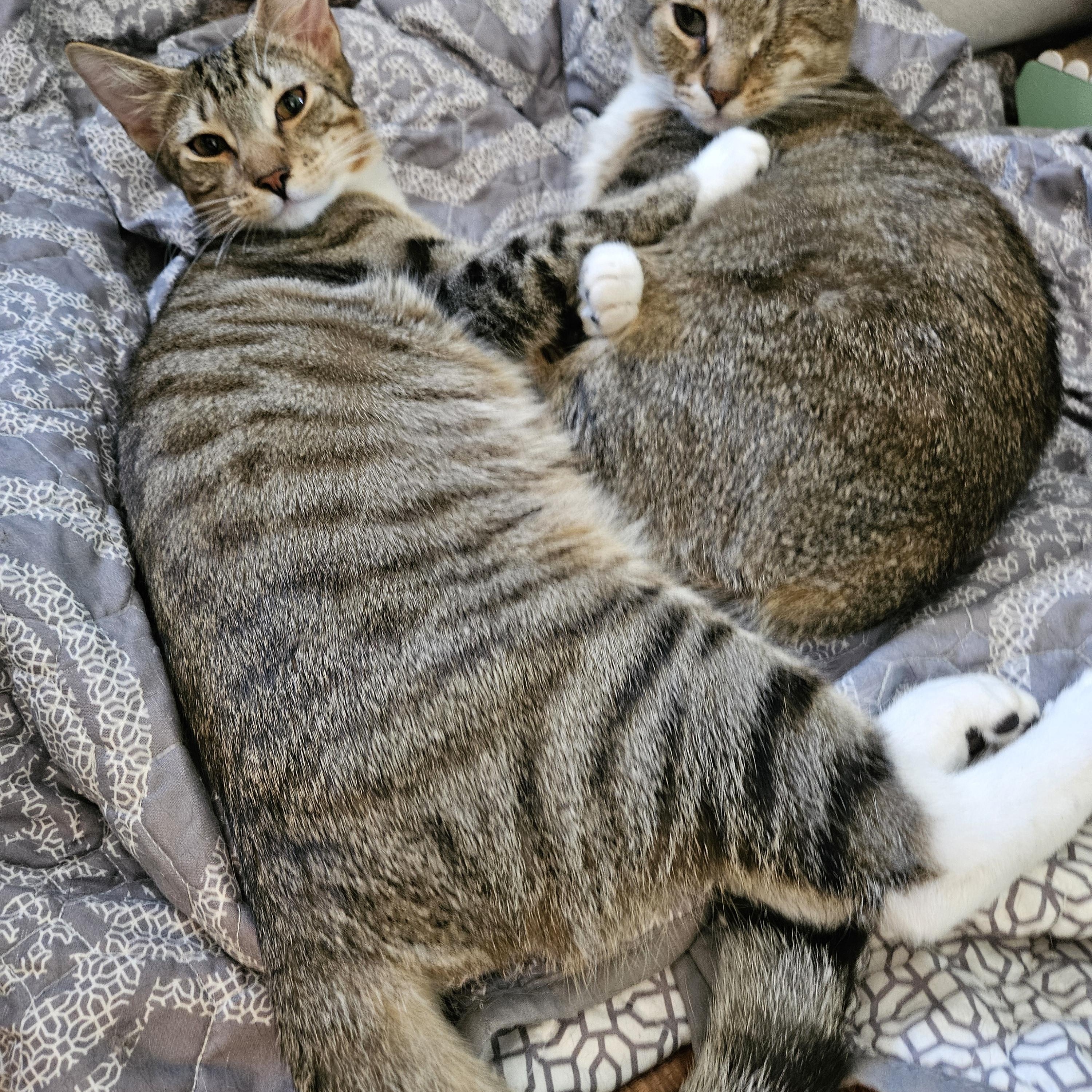 Natalya, Wanda & Pietro (bonded family), a Adoptable mixed breed in Philadelphia, PA image 2/6