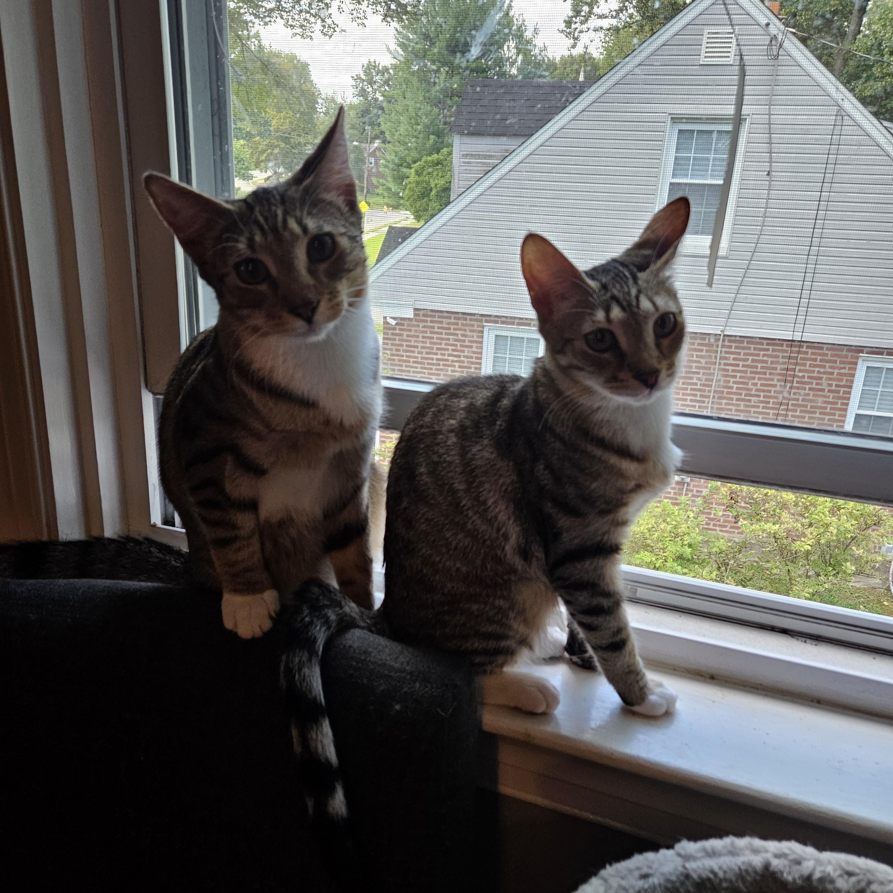 Natalya, Wanda & Pietro (bonded family), a Adoptable mixed breed in Philadelphia, PA image 3/6