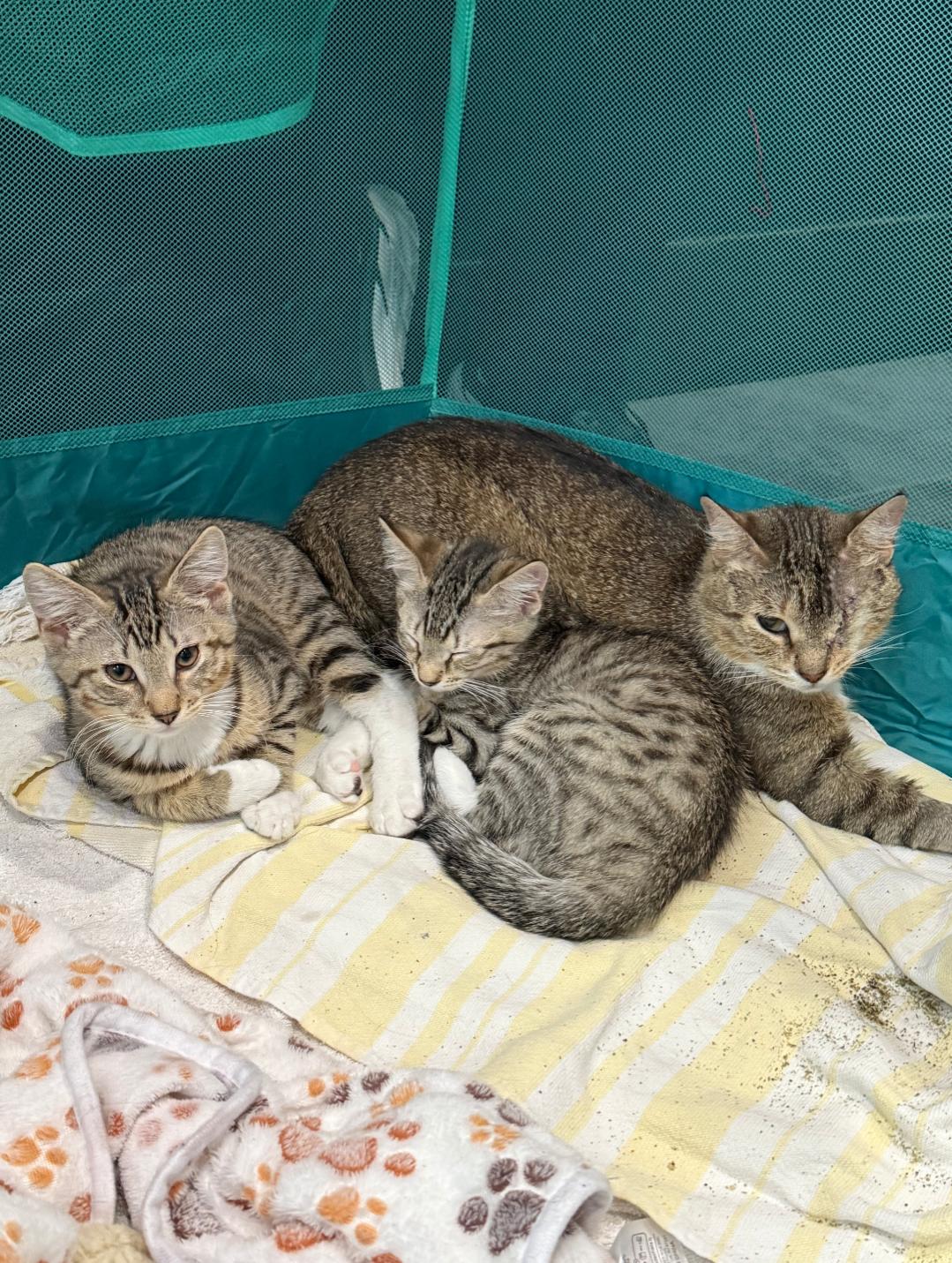 Natalya, Wanda & Pietro (bonded family), a Adoptable mixed breed in Philadelphia, PA image 4/6
