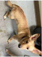 Enlarge Arlo (Misgen), a Adoptable mixed breed in Owatonna, MN image 1/4