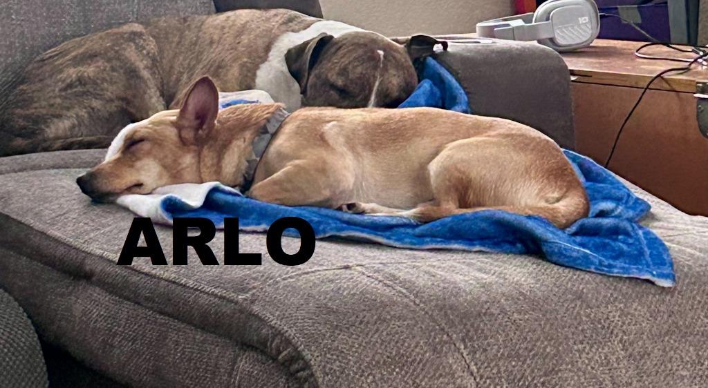 Enlarge Arlo (Misgen), a Adoptable mixed breed in Owatonna, MN image 2/4