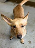 Enlarge Arlo (Misgen), a Adoptable mixed breed in Owatonna, MN image 4/4