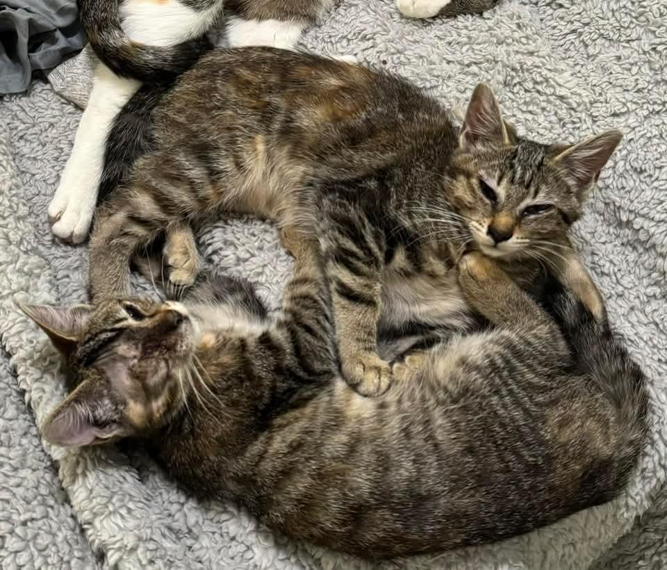 Eclipse, a Adoptable Tabby in Springfield, OR image 3/5