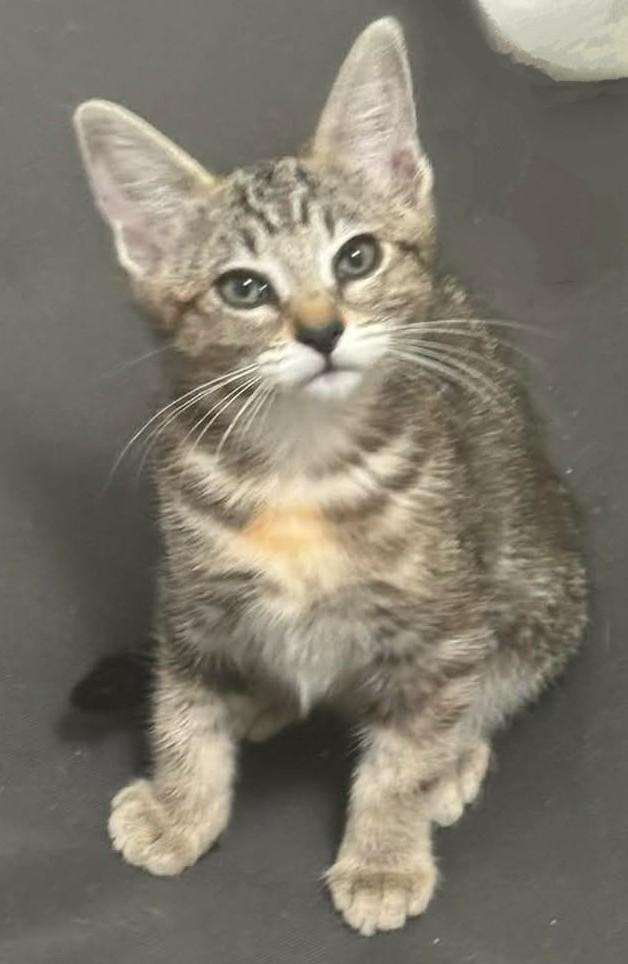 Eclipse, a Adoptable Tabby in Springfield, OR image 5/5