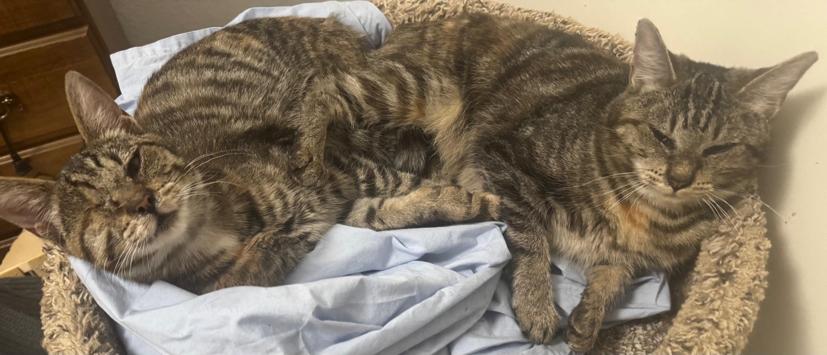 Eclipse, a Adoptable Tabby in Springfield, OR image 4/5