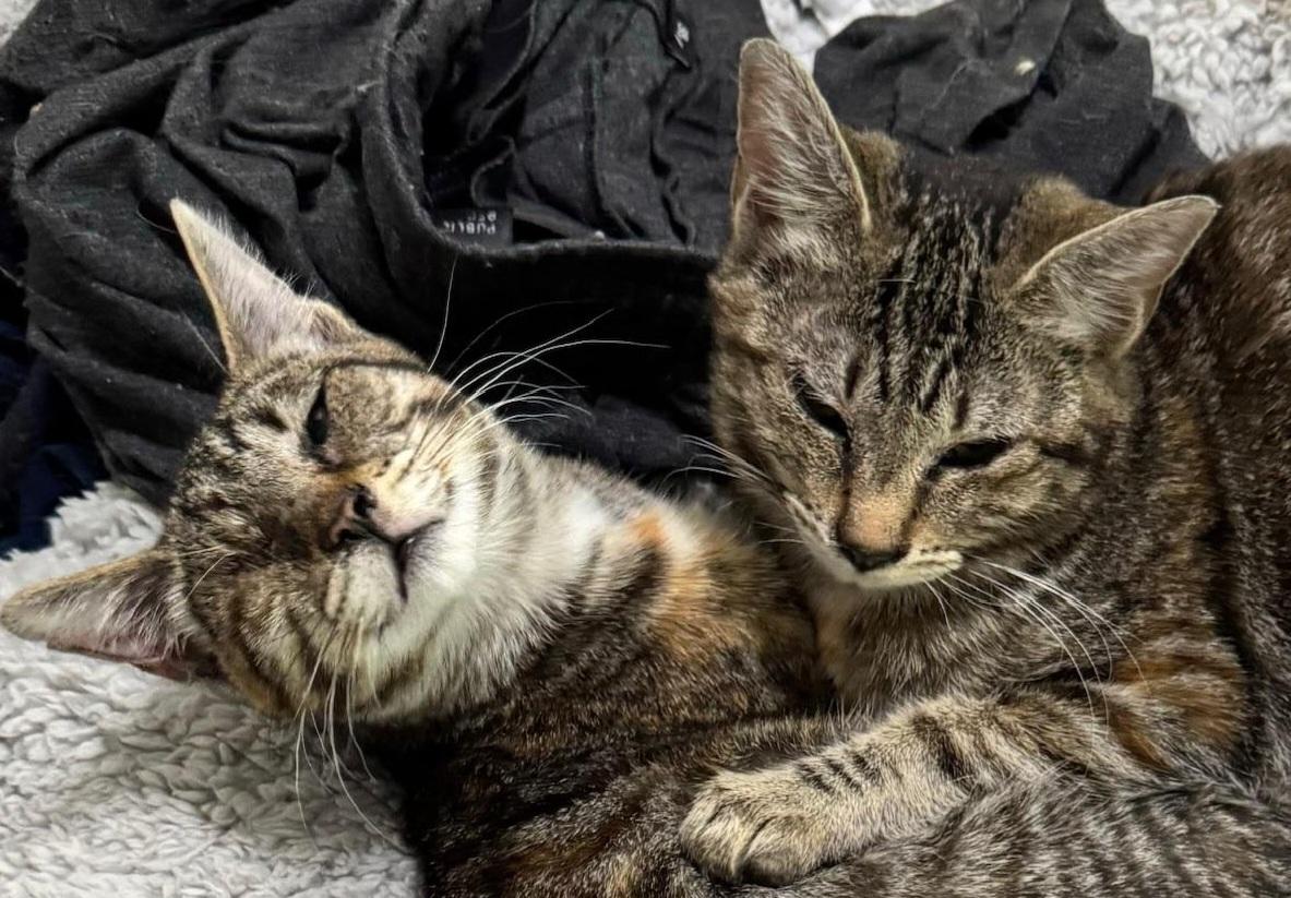 Eclipse, a Adoptable Tabby in Springfield, OR image 2/5