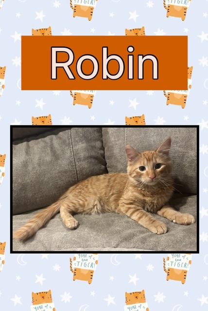 Robin, an adoptable Domestic Long Hair in Kearney, NE, 68845 | Photo Image 1