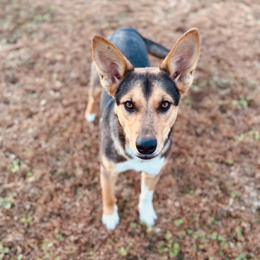Sis, Adoptable, Adult Female Shepherd.