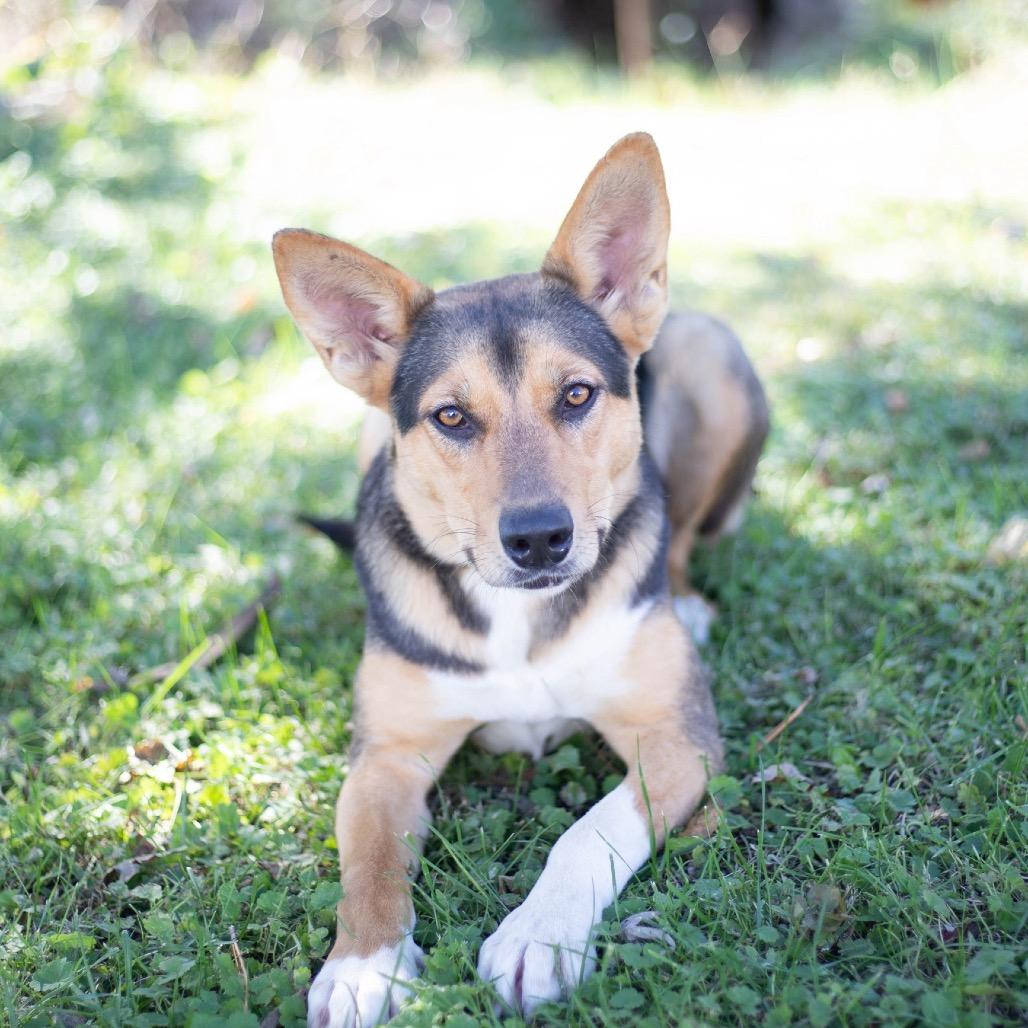 Sis, a Adoptable mixed breed in Brownsboro, AL image 2/6