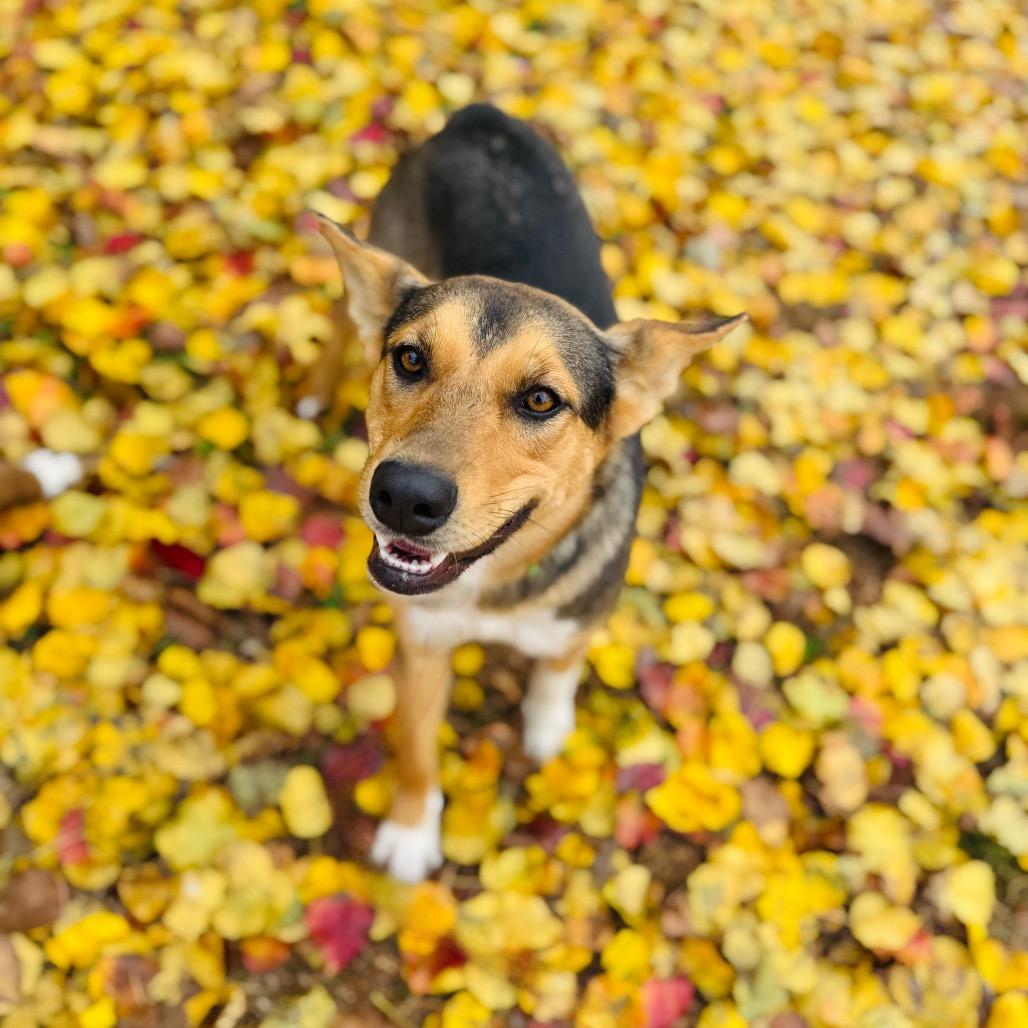 Sis, a Adoptable mixed breed in Brownsboro, AL image 3/6