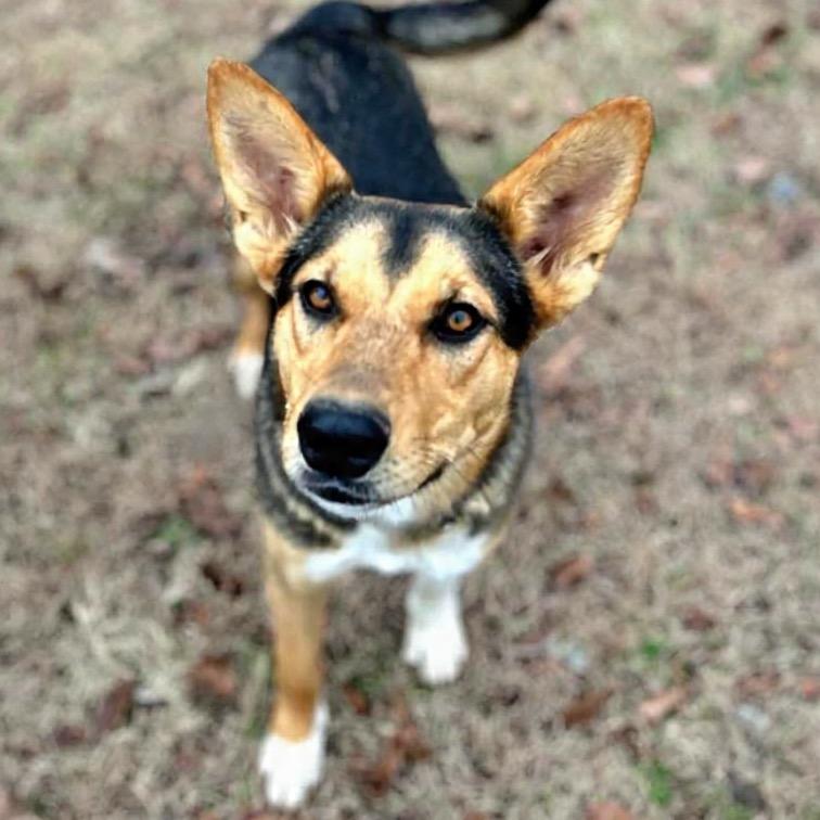 Sis, a Adoptable mixed breed in Brownsboro, AL image 5/6