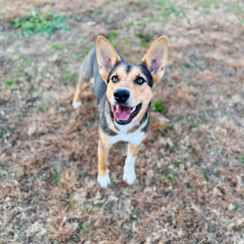 Sis, a Adoptable mixed breed in Brownsboro, AL image 6/6
