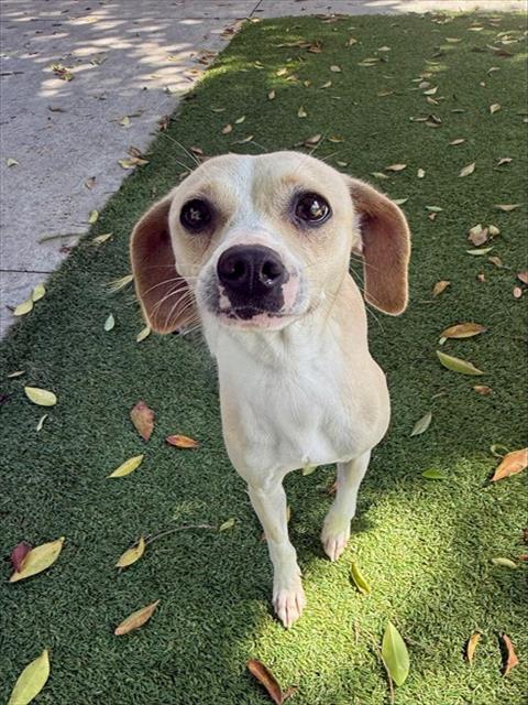 SADIE, Adoptable, Young Female Chihuahua & Rat Terrier.