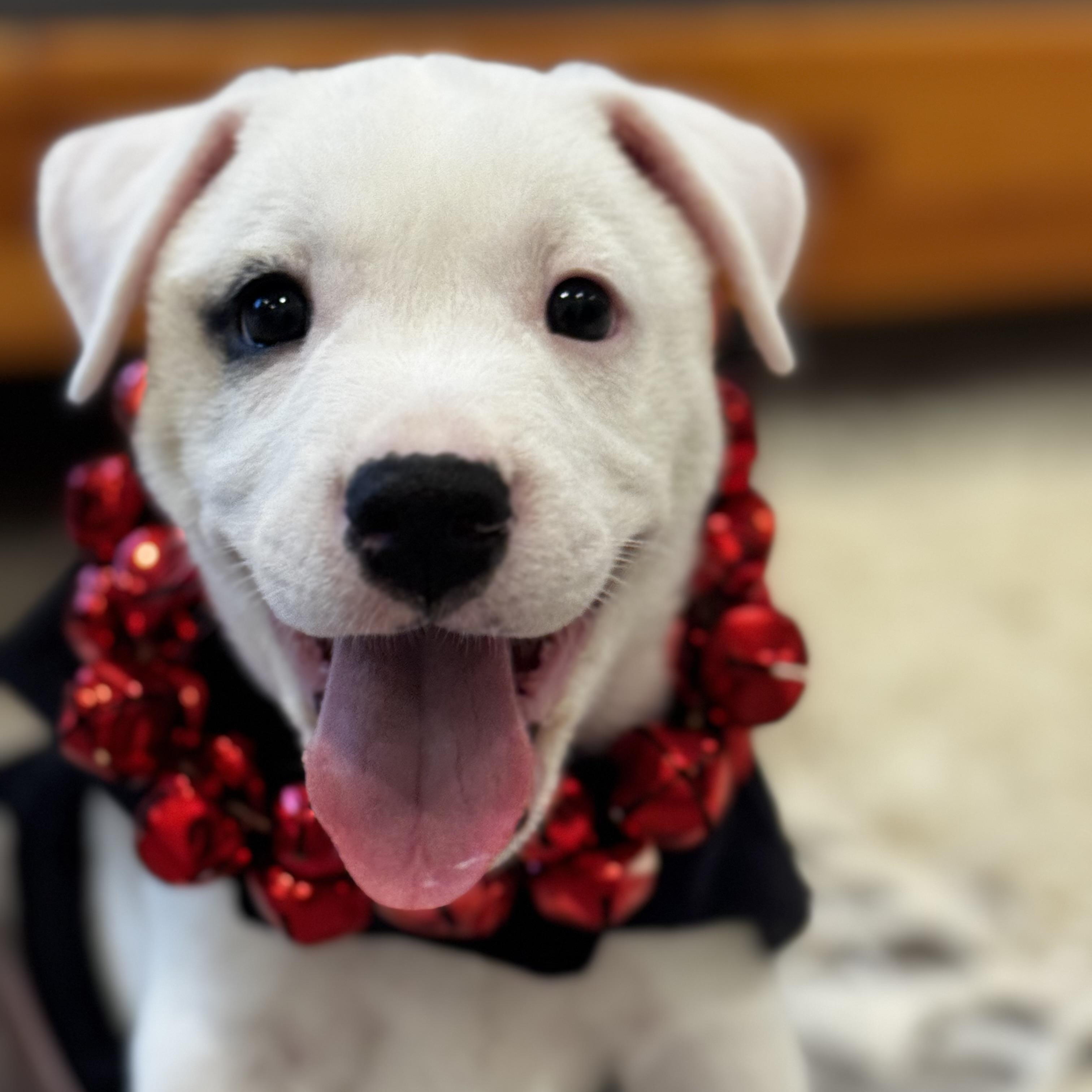 Monty- Deaf and looking for a dedicated family , adopted, Puppy Male Mixed Breed.