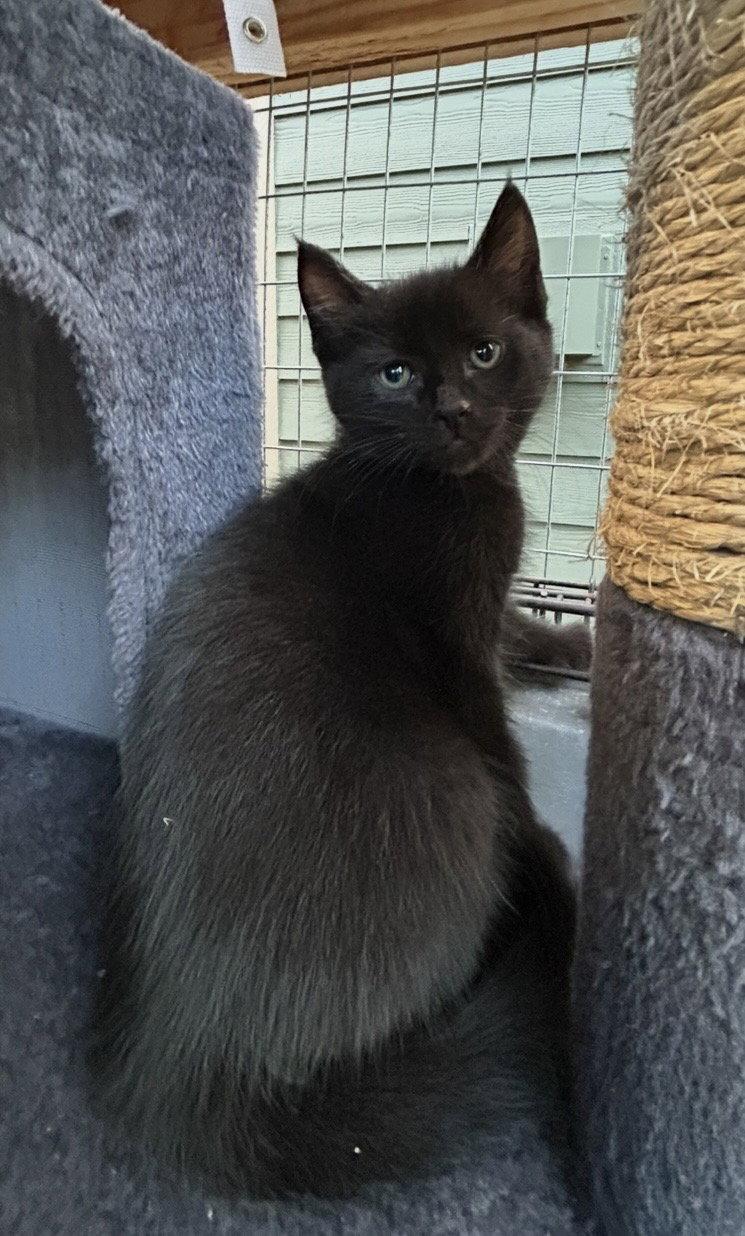 Enlarge Pacha, a Adoptable Domestic Short Hair in Tacoma, WA image 1/3