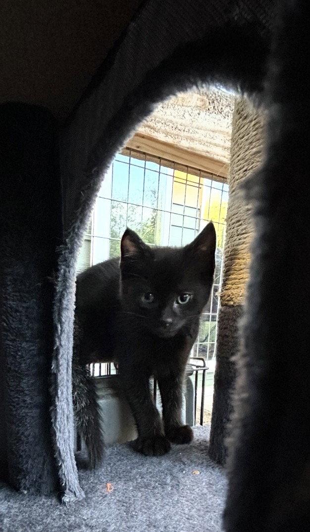 Enlarge Pacha, a Adoptable Domestic Short Hair in Tacoma, WA image 2/3