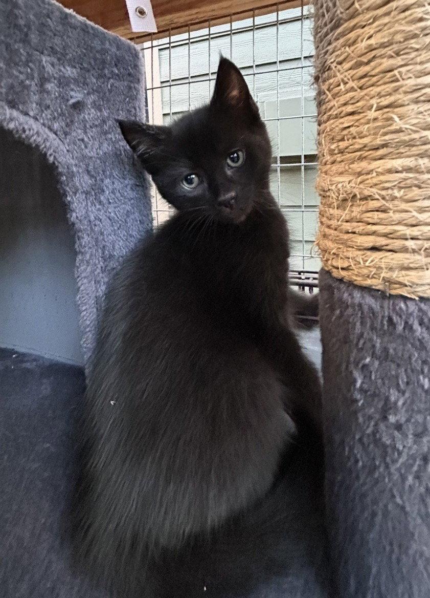 Enlarge Pacha, a Adoptable Domestic Short Hair in Tacoma, WA image 3/3