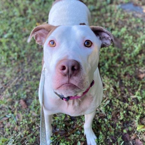 Baby Brother, Adoptable, Adult Male Mixed Breed.
