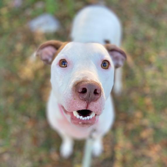 Enlarge Baby Brother, a Adoptable Mixed Breed in Jacksonville, FL image 2/6