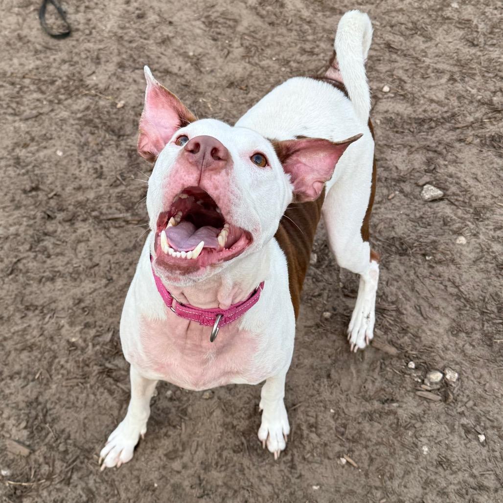 Enlarge Baby Brother, a Adoptable Mixed Breed in Jacksonville, FL image 5/6