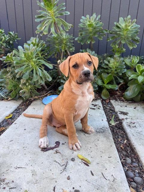 Sawyer, Adoptable, Young Male Pit Bull Terrier.