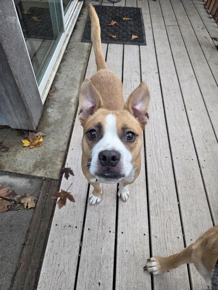 Enlarge Case, a Adoptable mixed breed in Gig Harbor, WA image 1/6