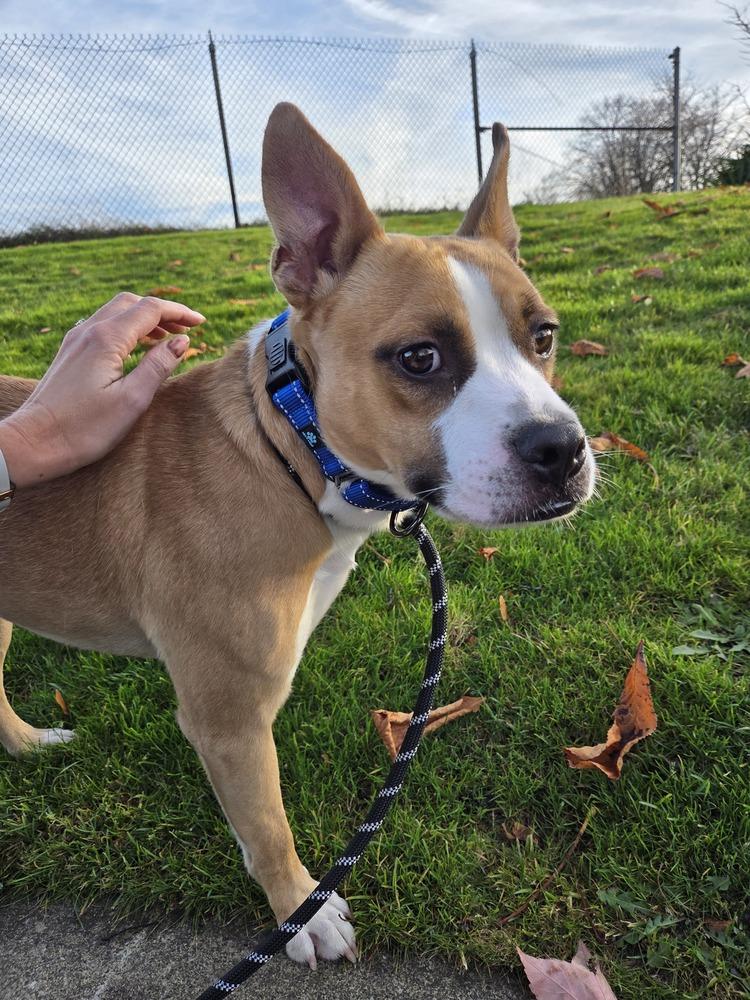 Enlarge Case, a Adoptable mixed breed in Gig Harbor, WA image 2/6