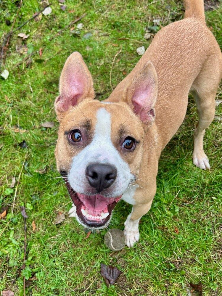 Enlarge Case, a Adoptable mixed breed in Gig Harbor, WA image 3/6