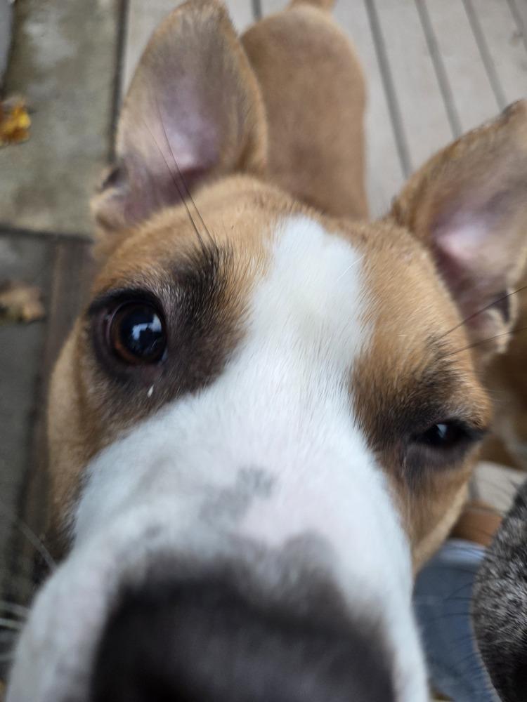 Enlarge Case, a Adoptable mixed breed in Gig Harbor, WA image 5/6