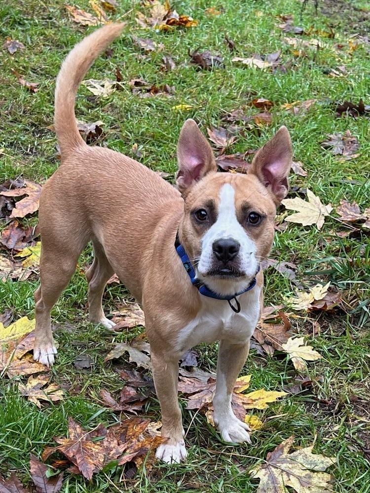 Enlarge Case, a Adoptable mixed breed in Gig Harbor, WA image 6/6