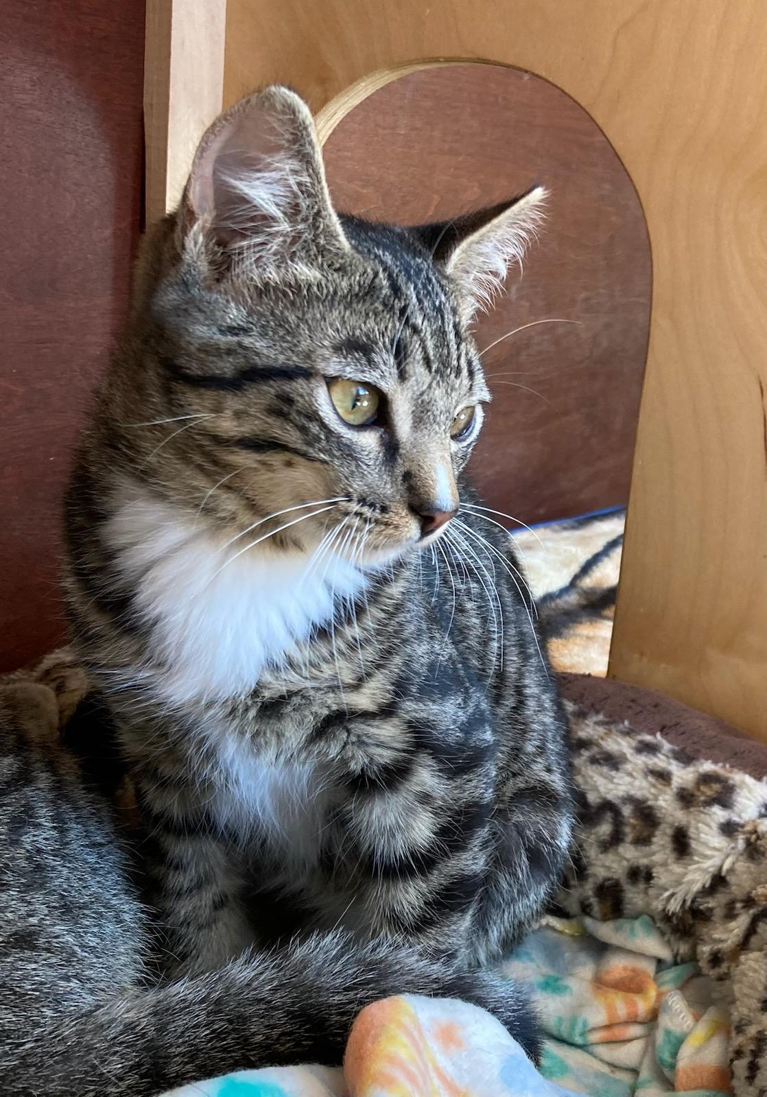 Enlarge Scout, a Adoptable mixed breed in Eureka, CA image 1/1