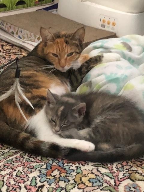 Enlarge Kiki, a Adoptable mixed breed in Cary, NC image 1/4