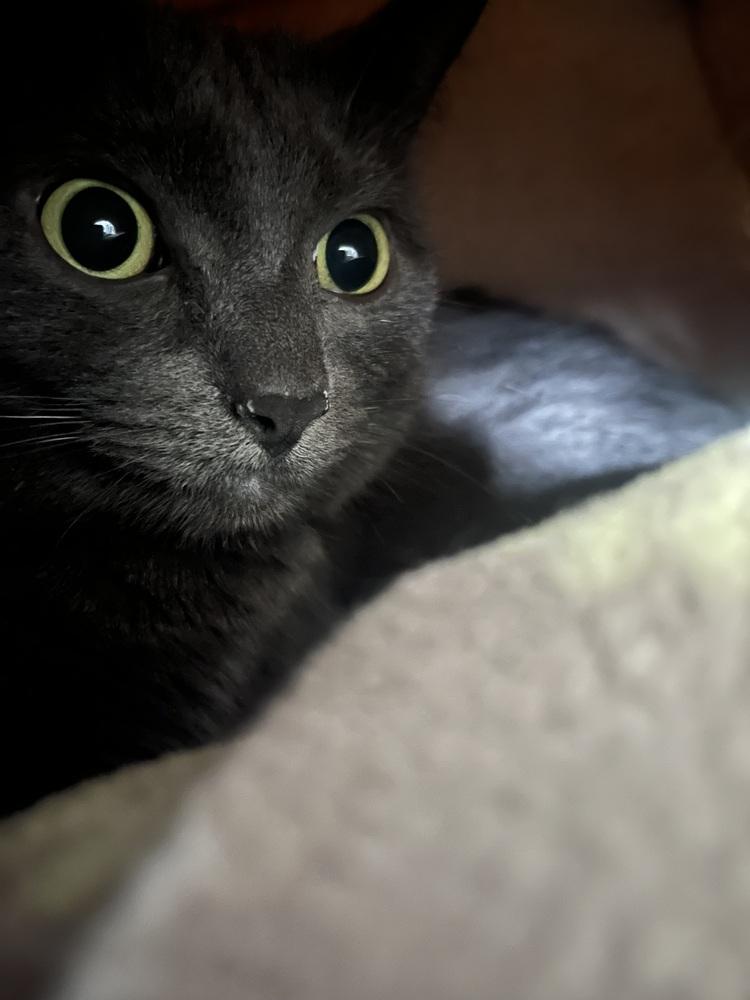 Leo, Adoptable, Adult Male Domestic Short Hair.