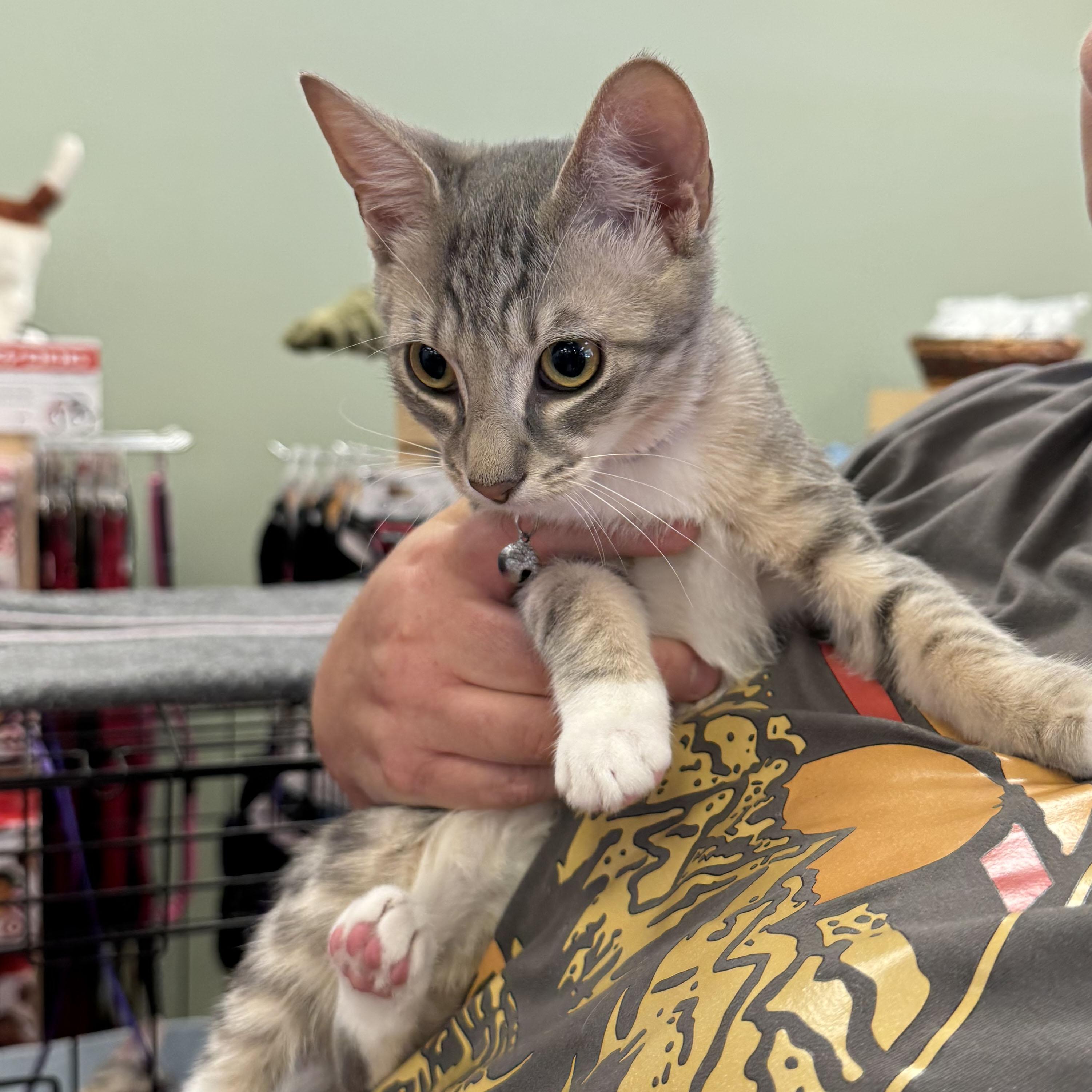 Enlarge Willow the gray girl, a Adoptable mixed breed in Harrisburg, PA image 2/5