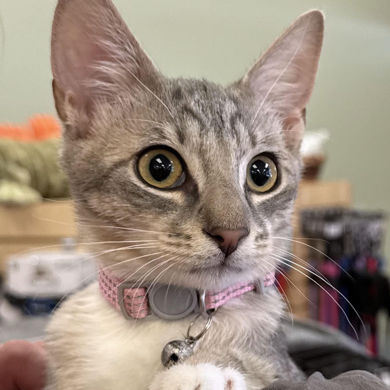 Willow the gray girl, Adoptable, Kitten Female Tabby & Domestic Short Hair.
