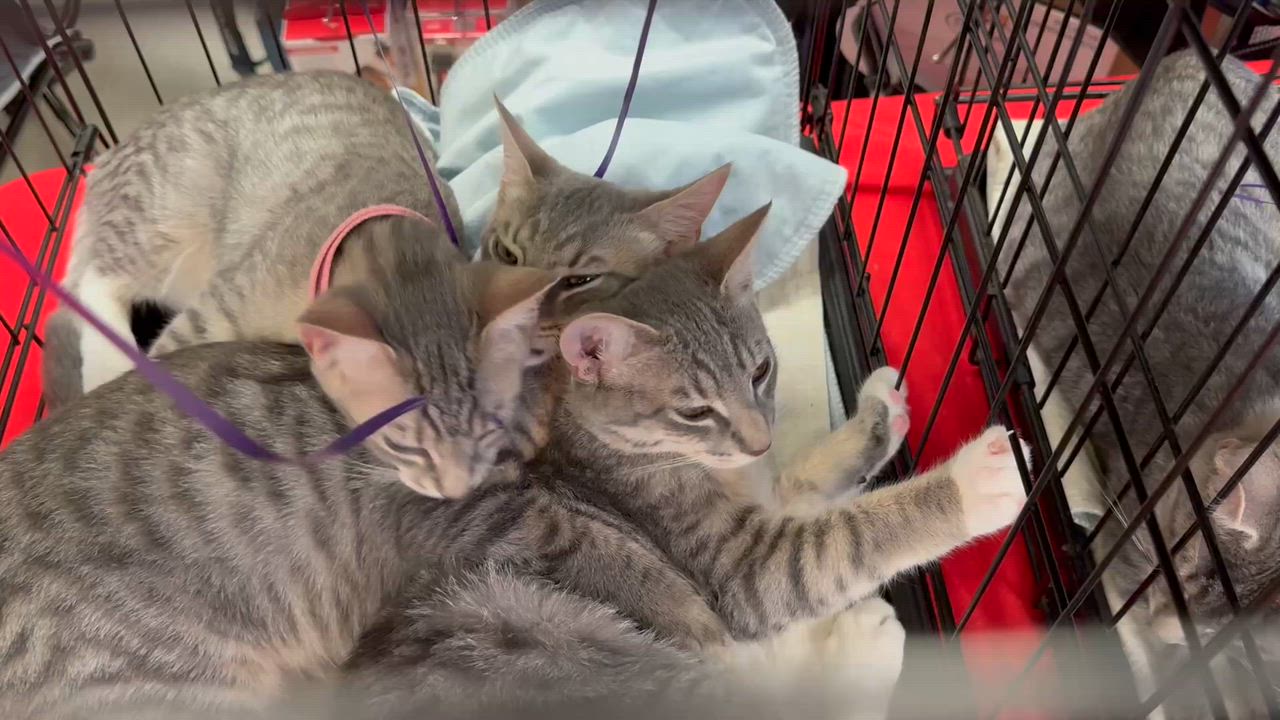 Enlarge Willow the gray girl, a Adoptable mixed breed in Harrisburg, PA video 5/5