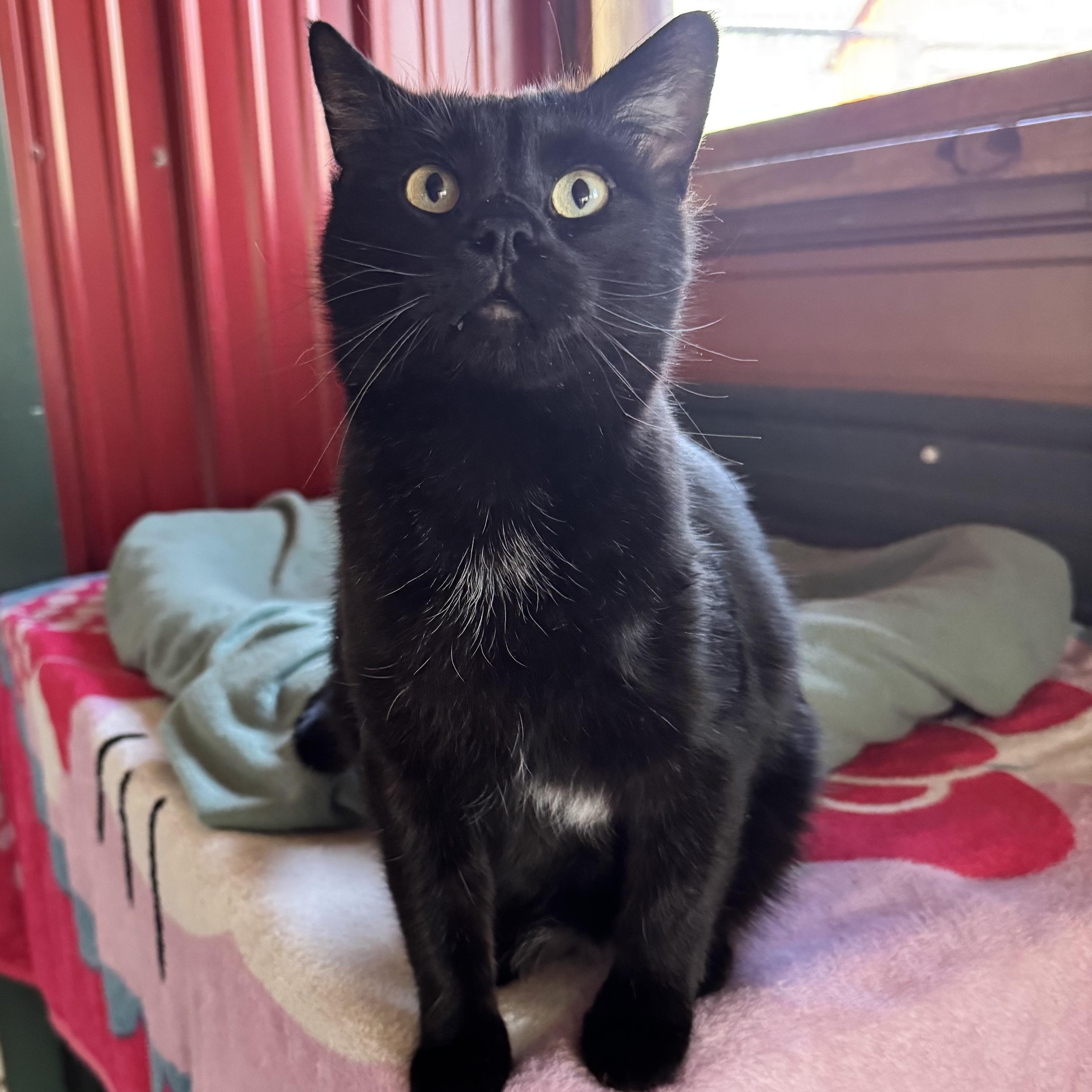 Enlarge Boomer, a ADOPTABLE Domestic Short Hair in Leon, KS image 2/2