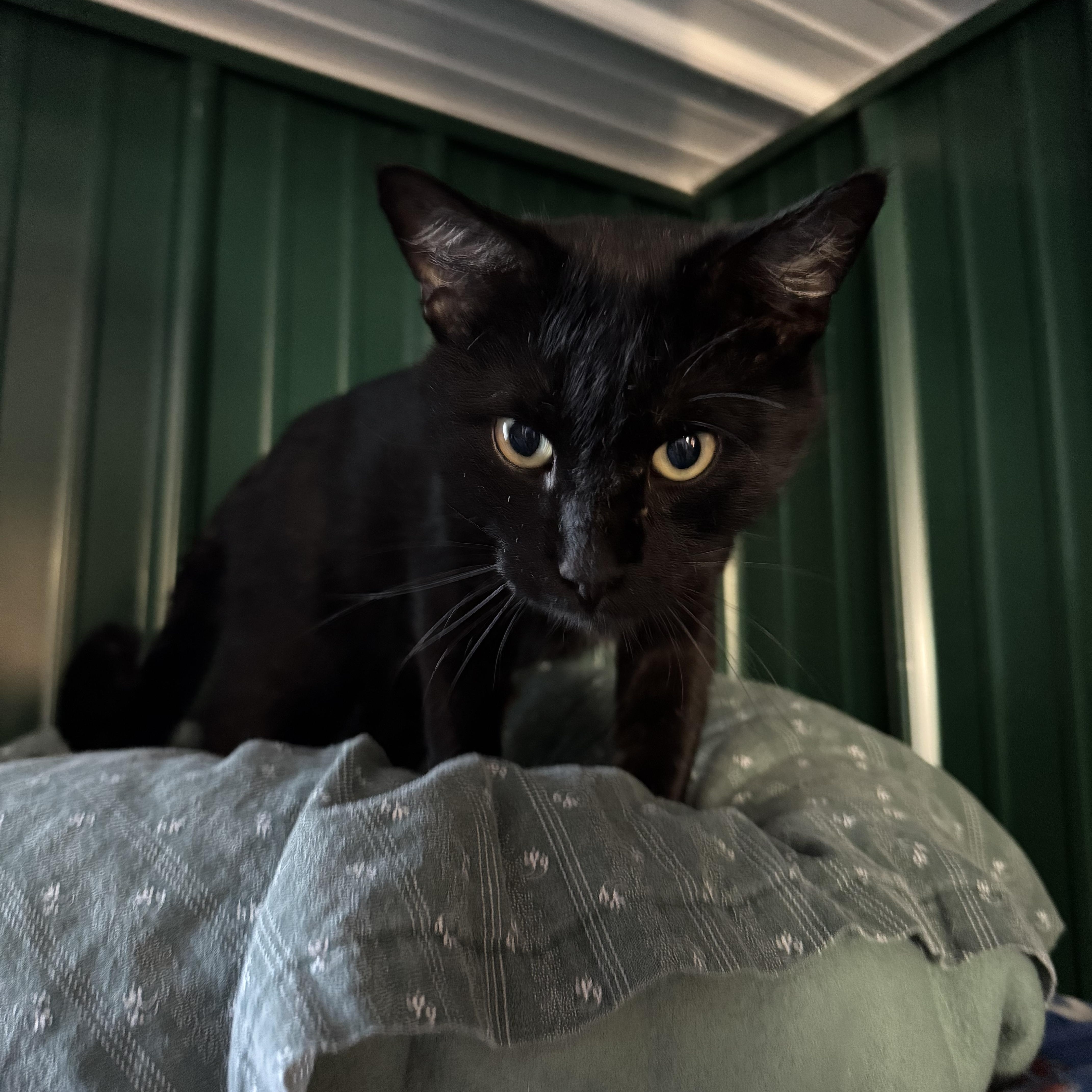 Enlarge Boomer, a ADOPTABLE Domestic Short Hair in Leon, KS image 1/1