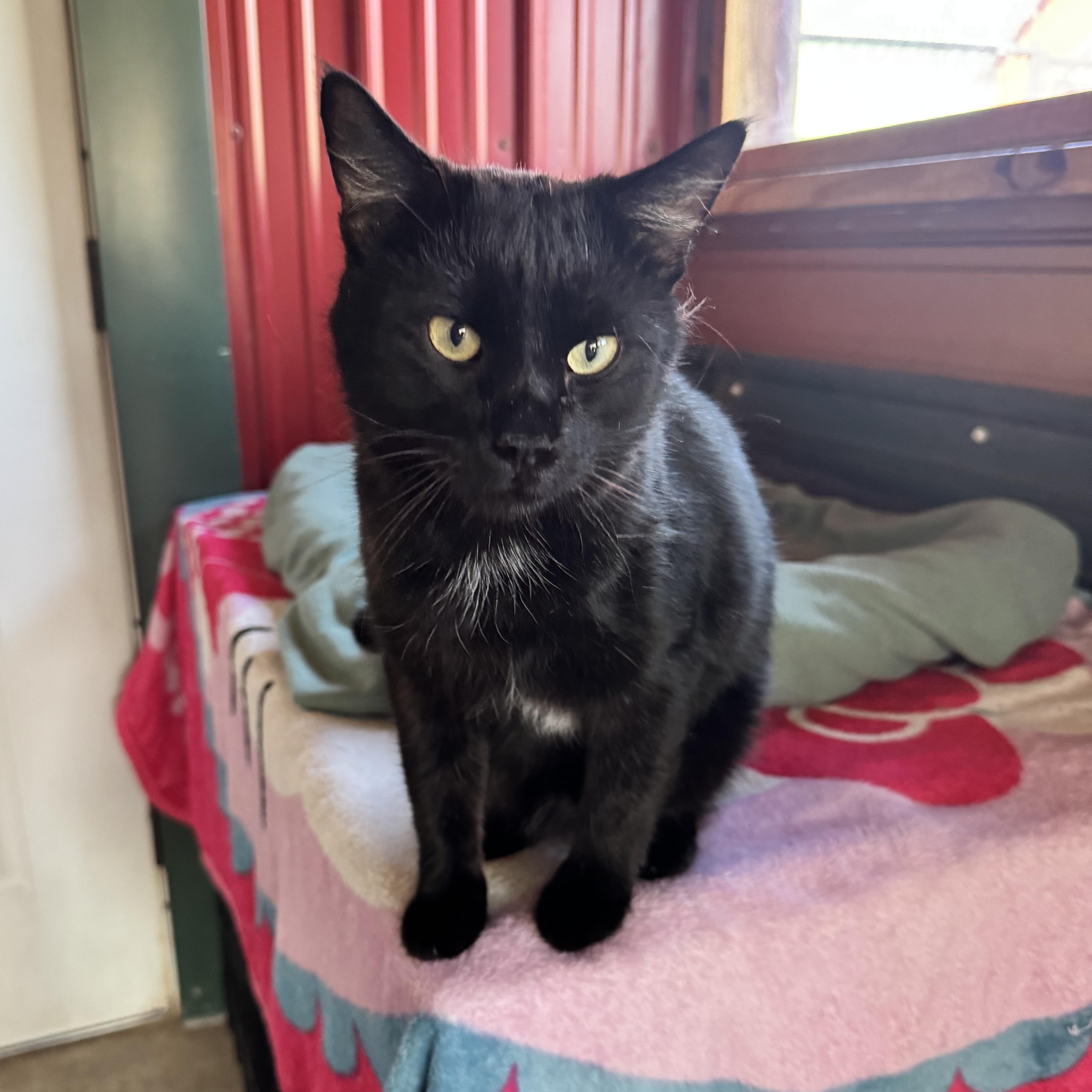 Enlarge Boomer, a ADOPTABLE Domestic Short Hair in Leon, KS image 1/2